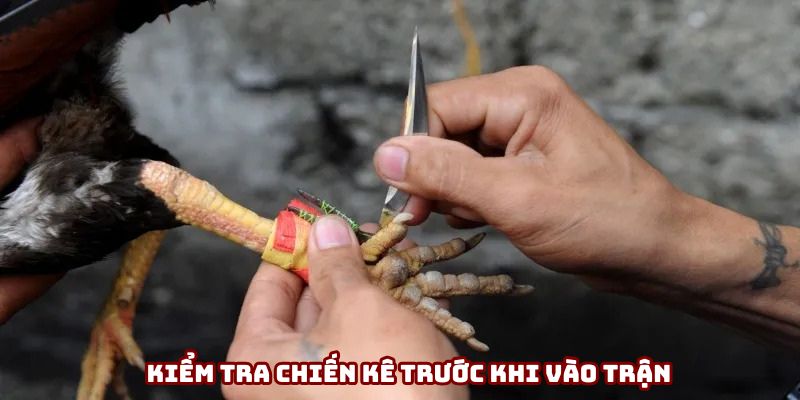 Kiểm tra kỹ chiến kê trước khi vào bồ