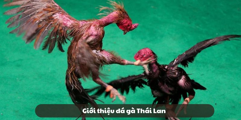 Sơ lược đá gà Thái Lan Sơ lược đá gà Thái Lan