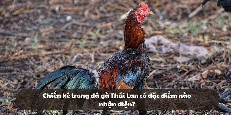 Các đặc điểm phân biệt gà đòn cho tân binh Các đặc điểm phân biệt gà đòn cho tân binh