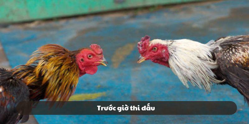 Thủ tục trước trận đấu của chọi gà Thái Thủ tục trước trận đấu của chọi gà Thái