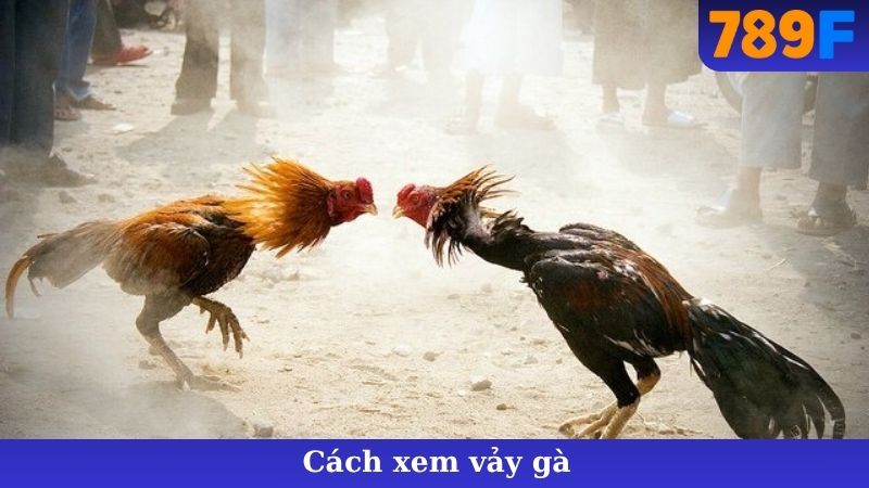 Cách Xem Vảy Gà