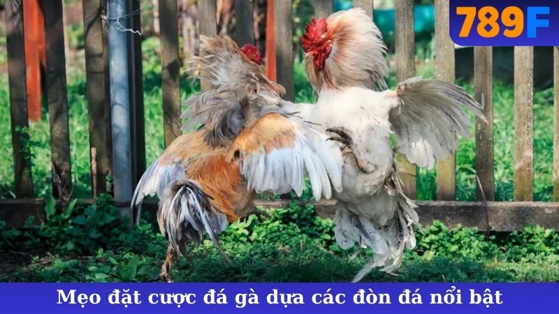 Mẹo đặt cược đá gà dựa các đòn đá nổi bật