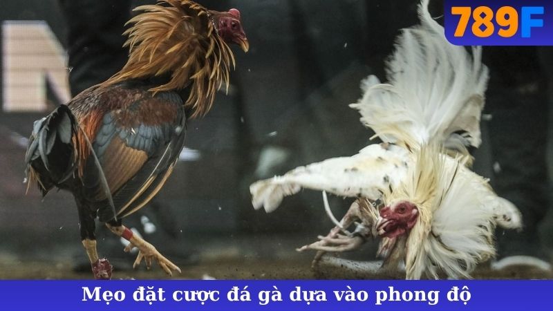 Mẹo đặt cược đá gà dựa vào phong độ